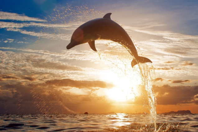VIP Dolphin Snorkeling Trip with Lunch and Transfer in Hurghada
